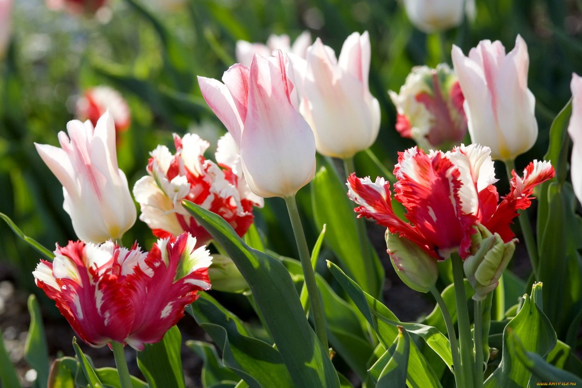 Тюльпан Мэри Джо Tulipa Marie Jo оптом: купить в Москве от производителя - питомника ЦветКом