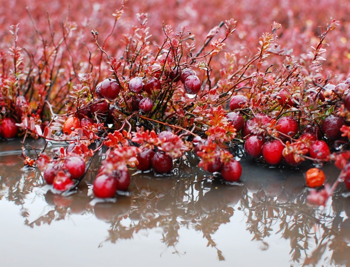 Клюква мелкоплодная (Vaccinium microcarpum)