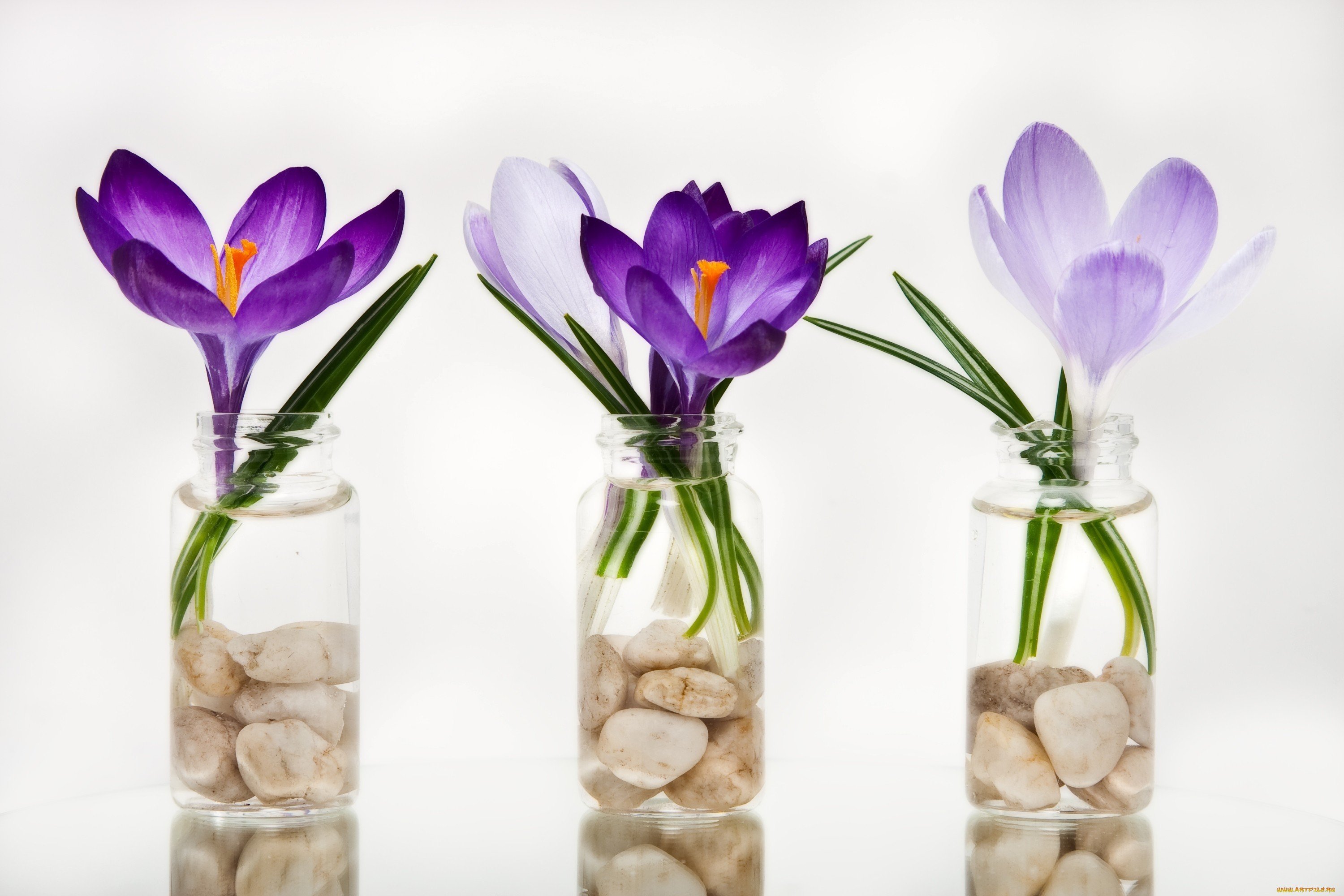 Растут ли тюльпаны в вазе. Крокусы. Весенние цветы в вазе. Тюльпаны в стеклянной вазе. Крокусы в вазе.