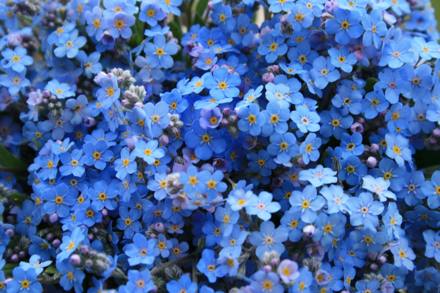 Маленькие голубые цветочки - 68 фото