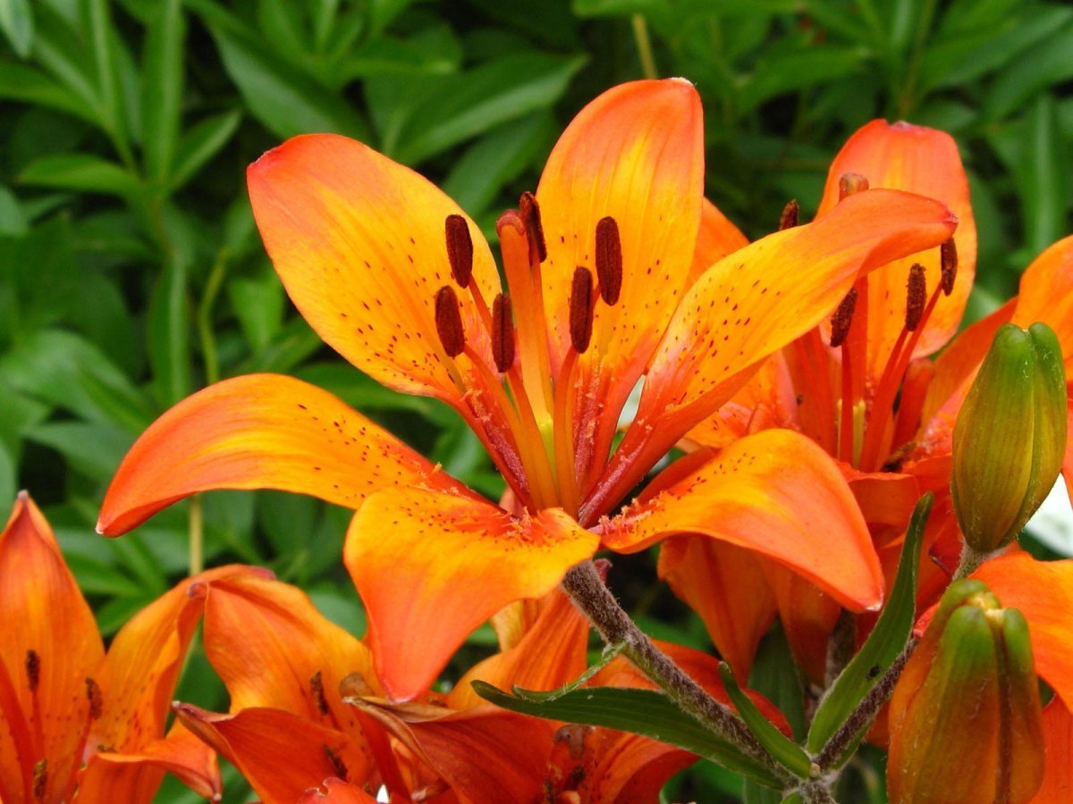 Оранжевые лилии: фото и особенности разных сортов