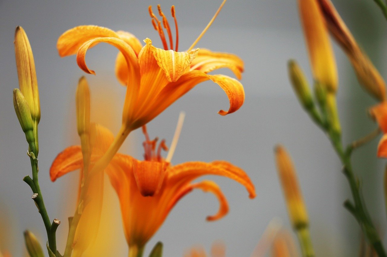Лилия цветы оранжевые. Лилия Mandarin Star. Лилия оранж тон. Дикая Лилия оранжевая. Цветы Лилия оранжевый лилейник.
