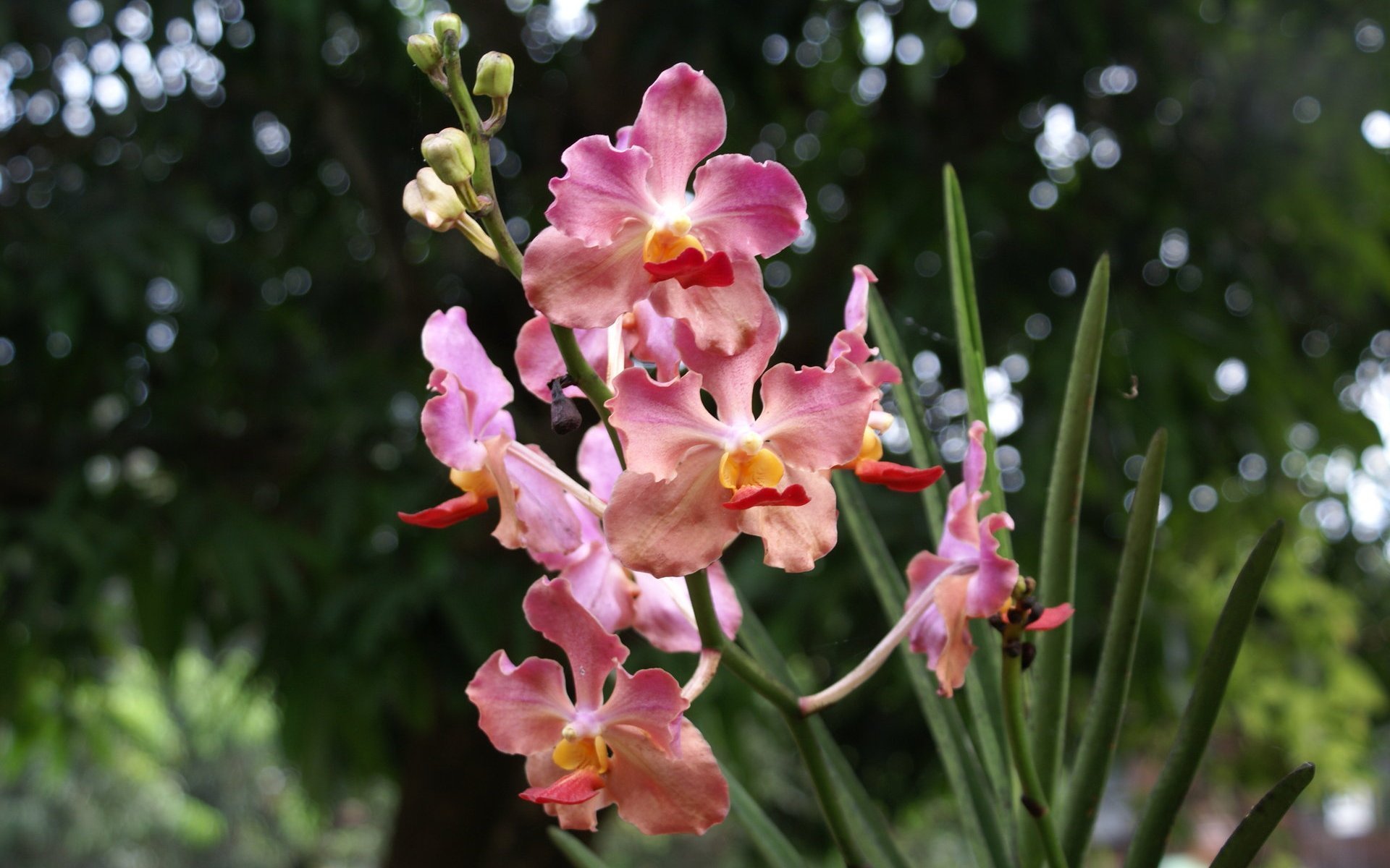 Дикая орхидея. Орхидея сорфсонг. Фаленопсис бахромчатый. Орхидея Ascovandoritis Prapin. Орхидея брассия.