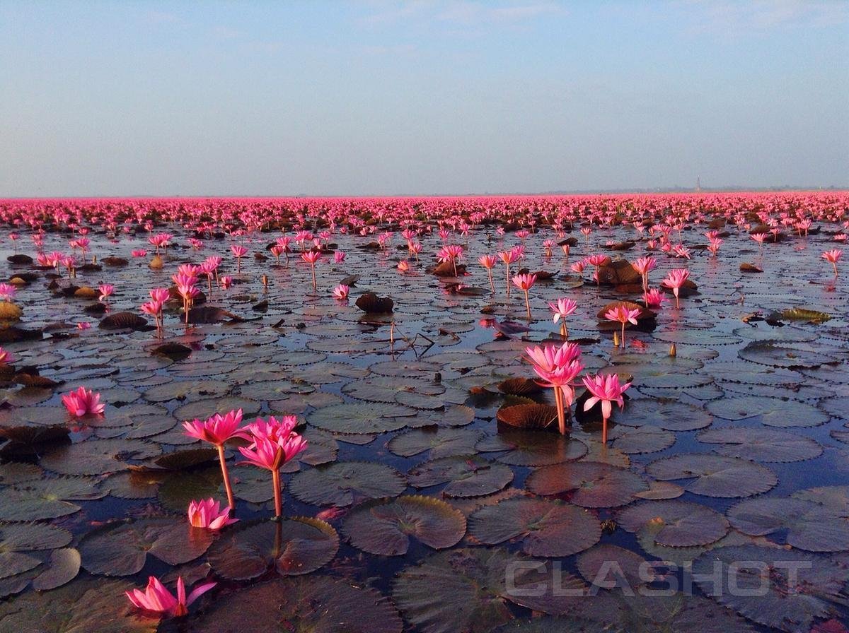 Озеро лотосов. Озеро красных лотосов Таиланд. Озеро Нонг Хан Таиланд. Озеро Нонг-Хан, или море красных лотосов, Таиланд. Лотосовые поля Волгоградской области.