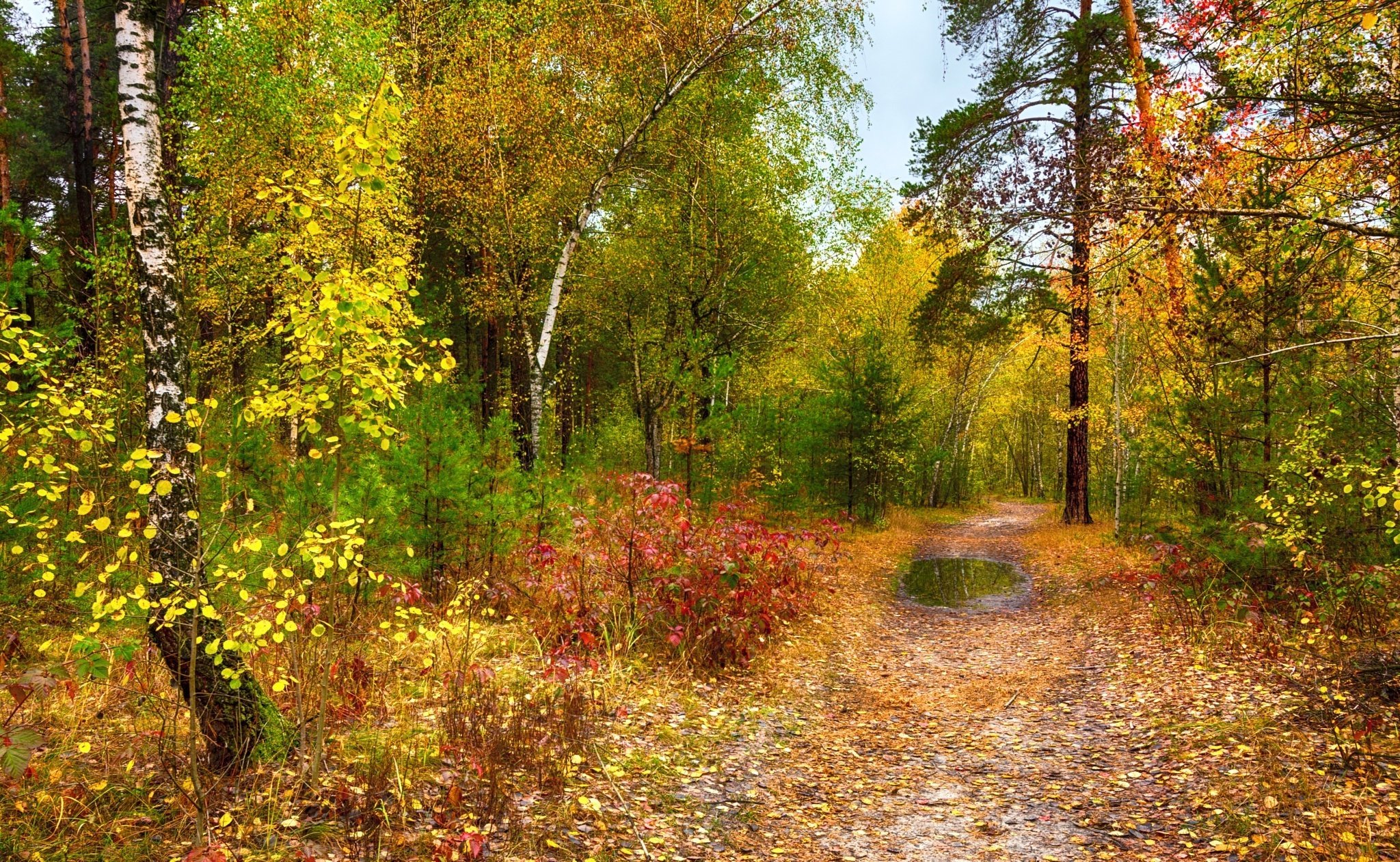 Тургенев береза. Осенний лес. Осень в лесу. Осенняя Поляна. Ранняя осень в лесу.