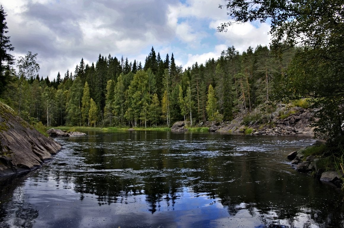 Лес Карелия сплав