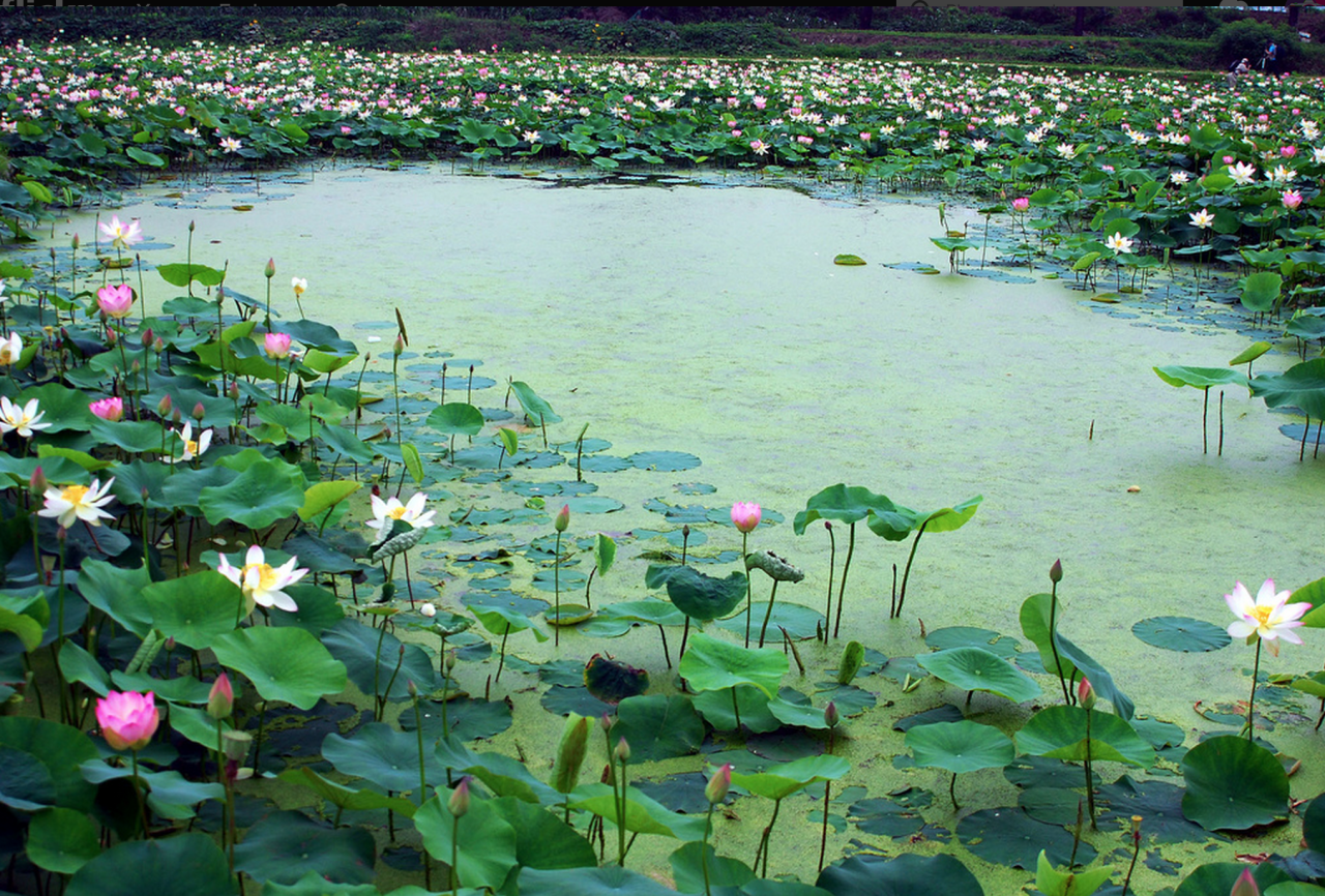 Купить цветы в озерах. Майское озеро в Хадыженске Лотосы. Скадарское озеро с кувшинками. Кувшинка стрелолист. Кувшинка Болотная.