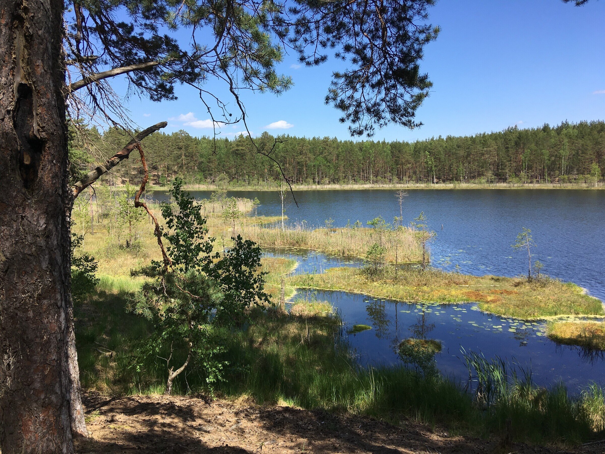 Озеро Родионово Сосновский район - 78 фото