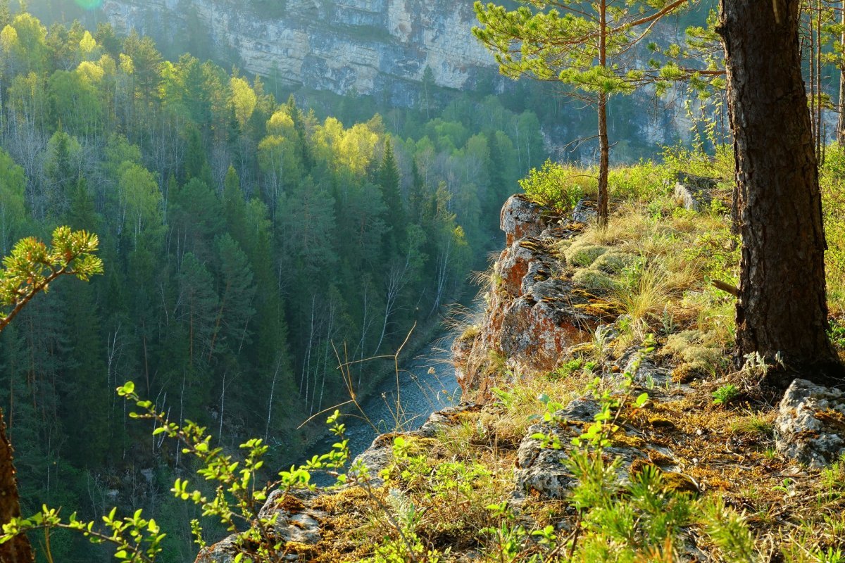 Растительный мир урала картинки