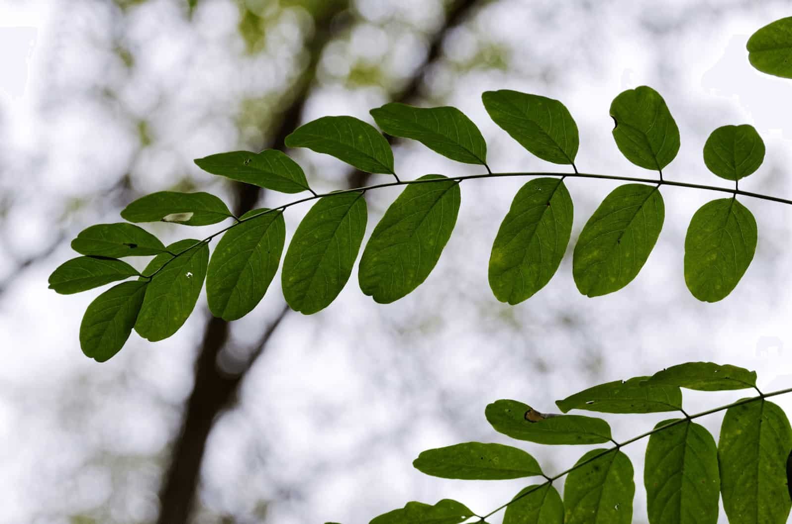 Robinia pseudoacacia рисунок