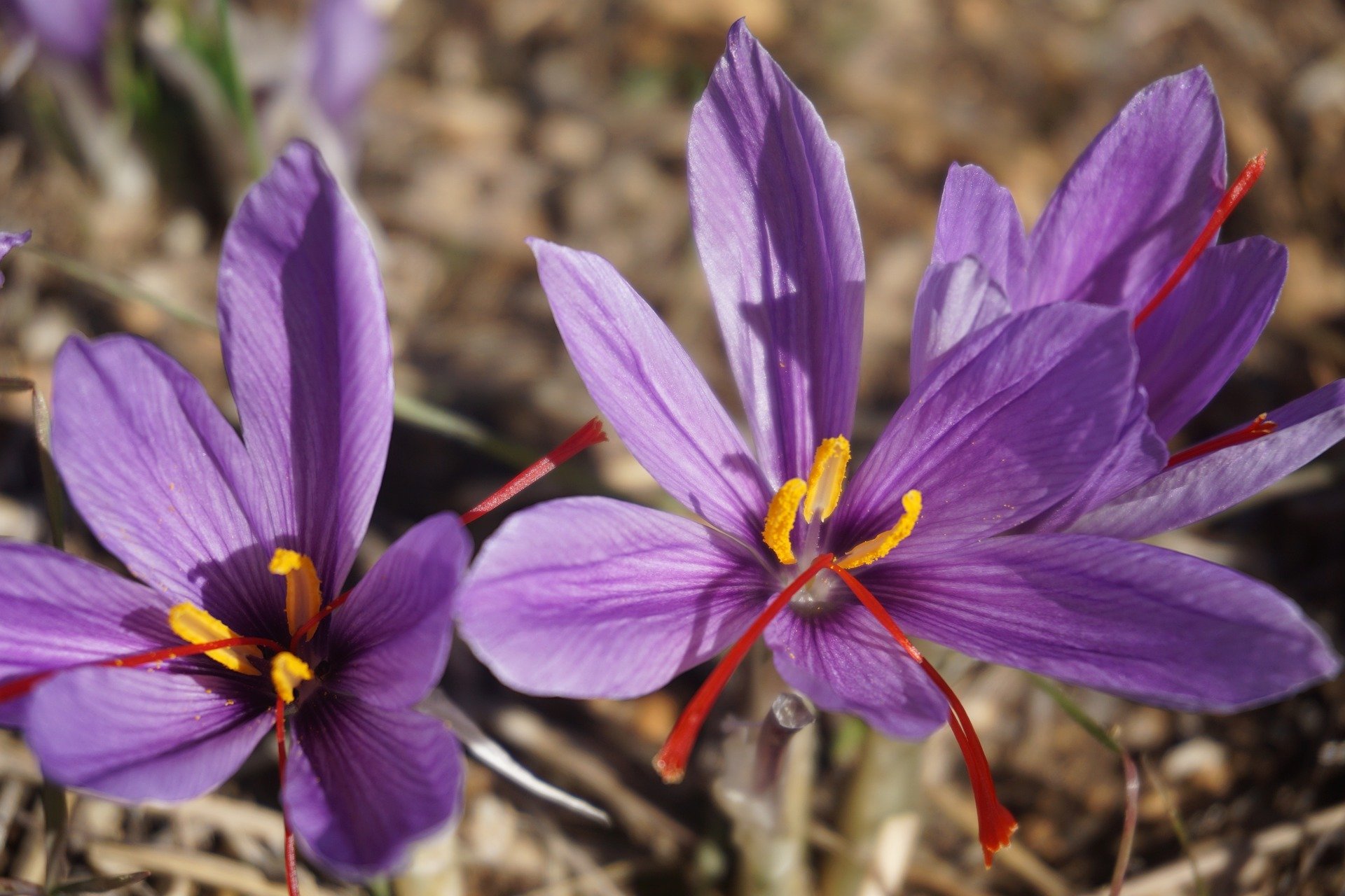 Шафран посевной. Крокус Шафран посевной. Шафран специя Крокус. Шафран посевной (Crocus sativus). Крокус Шафран цветок.