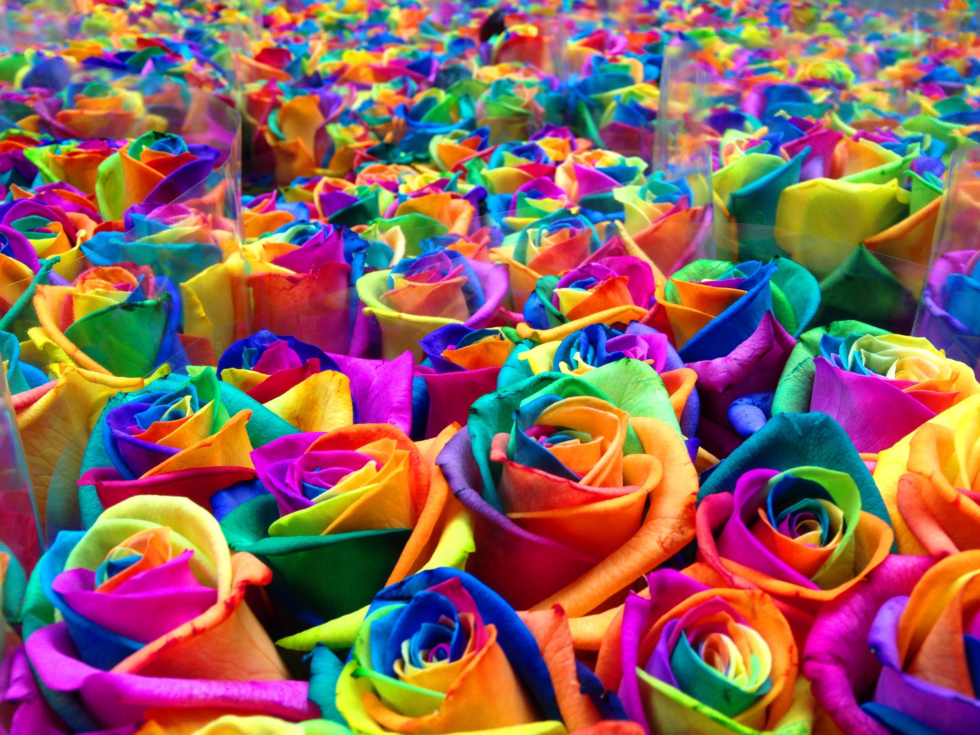 Любой цветной. Рейнбоу цветок. Разноцветные розы.