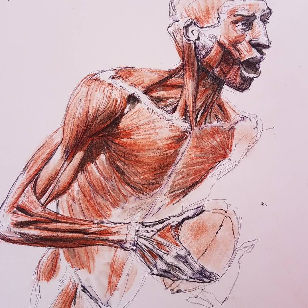 Мышцы картинка. Ramon Alexander Hurtado. Мышцы для рисования. Мышцы человека арт. Зарисовка мышц.