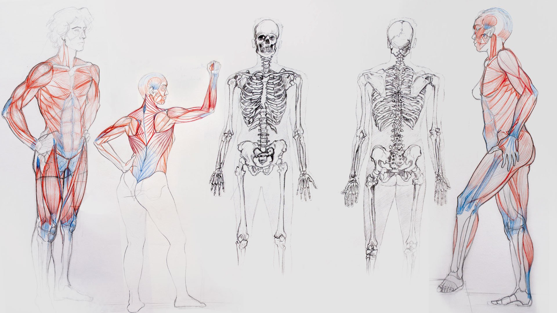 Анатомия твц. Референсы мышц скелет. Барчаи анатомия. Скелет человека пластическая анатомия. Скелет человека референс мышцы.