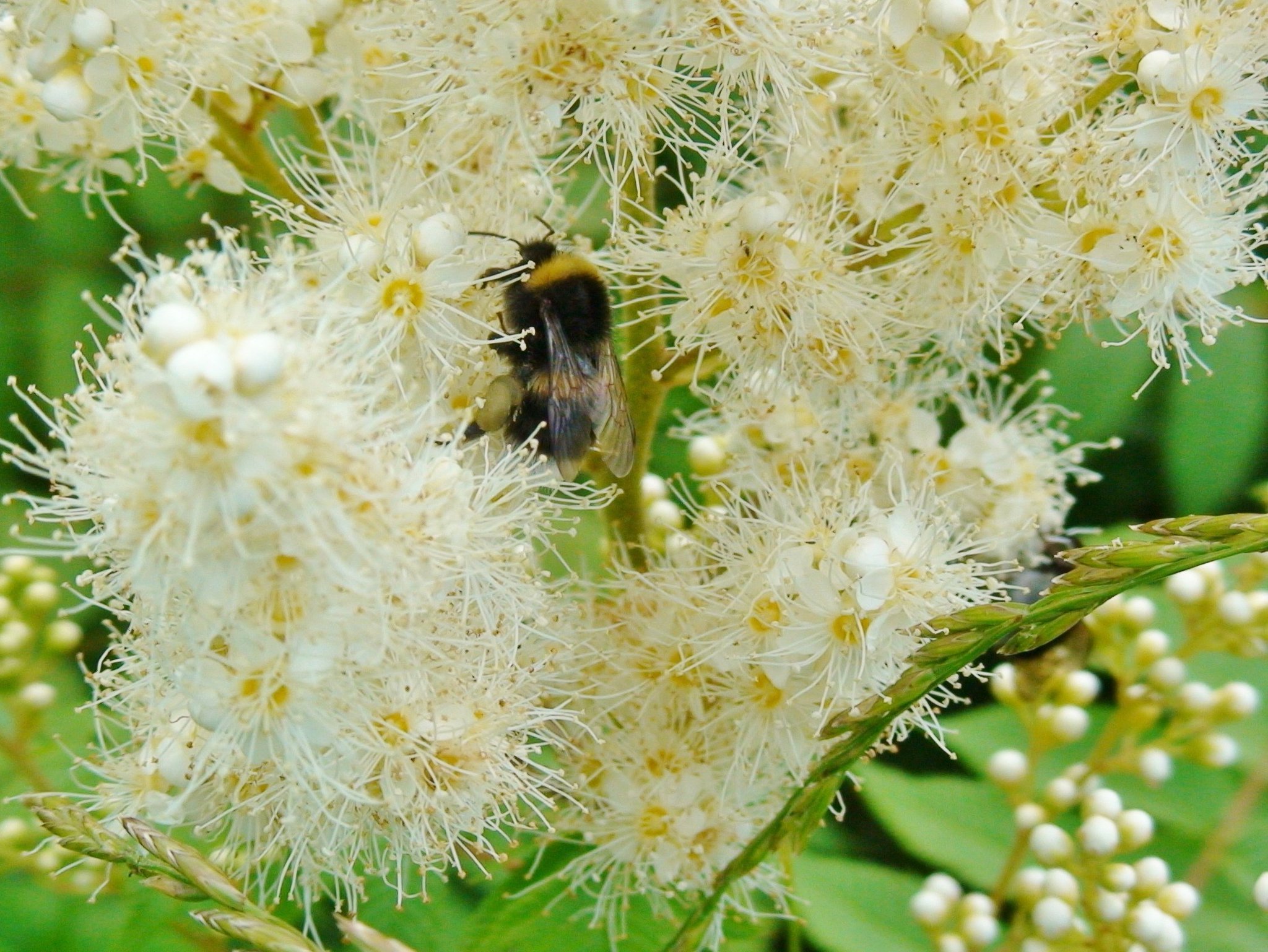 Зацветут липы заработают пчелиные