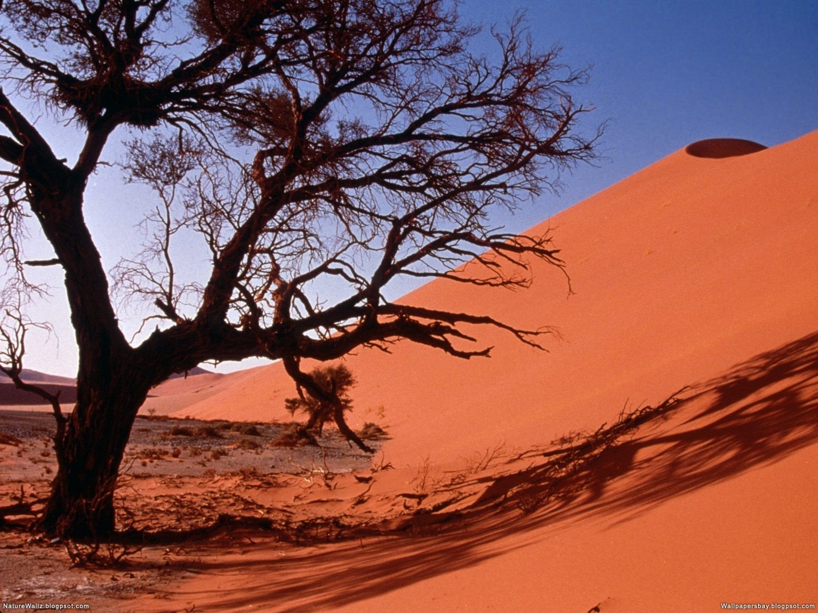 Дерево в пустыне - 58 фото