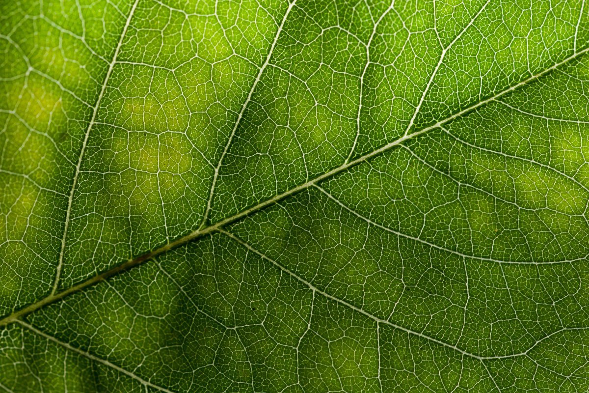 Текстура листика дерева