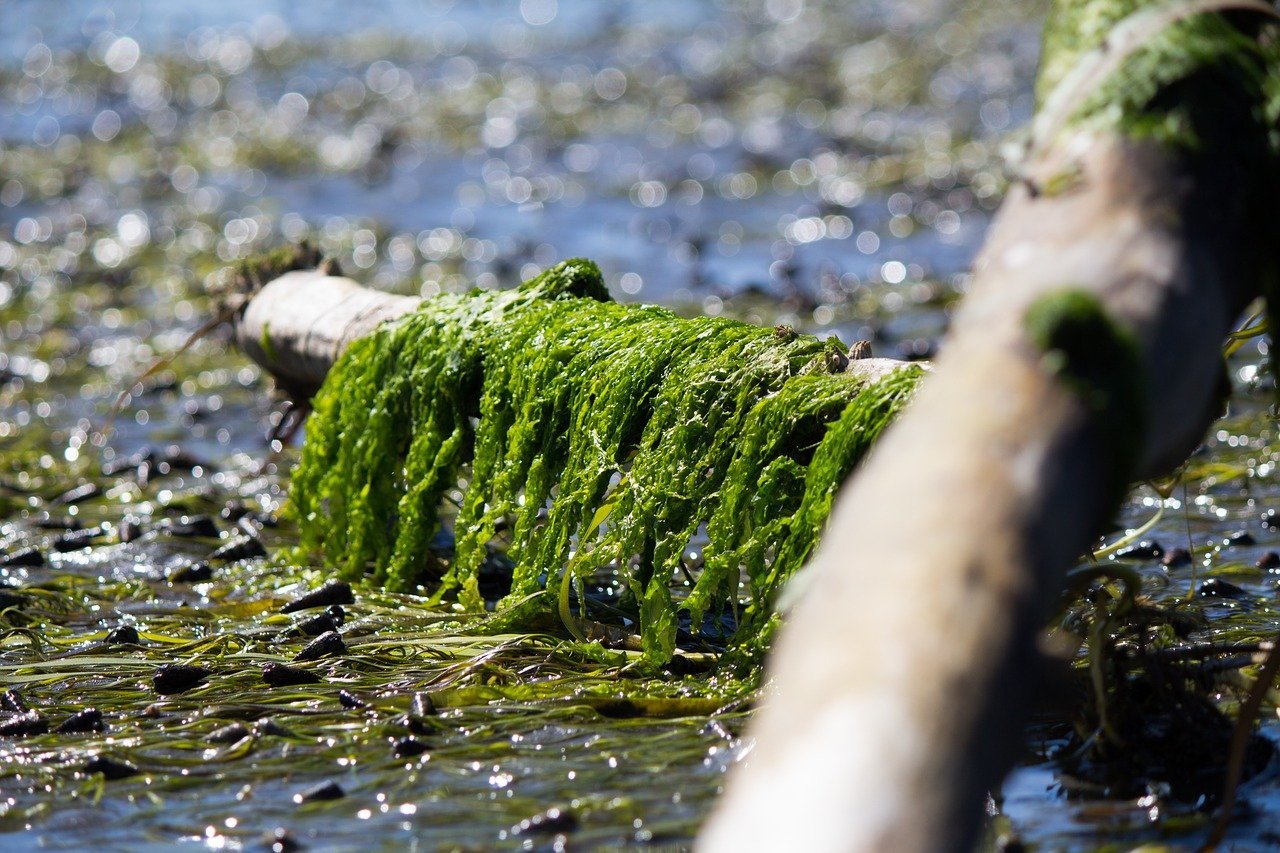 Запах водорослей. Водоросли чука в природе. Синезеленые водоросли Волга. Мох тамарассери. Водоросли нори в природе.
