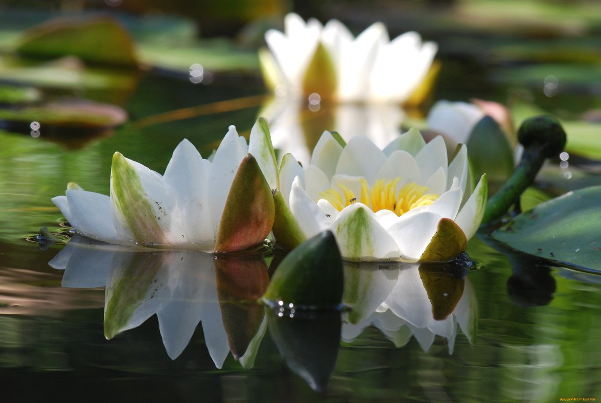 Вода цветы красиво. Лотос кувшинка водяная Лилия. Белая Лилия кувшинка. Кувшинка Лилия Лотос. Озерная Лилия и кувшинка.