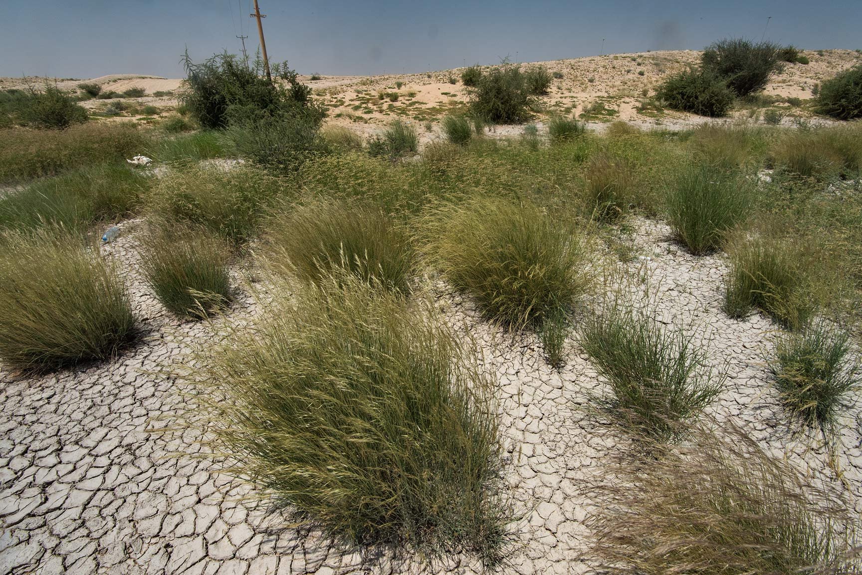 Полынно злаковые. Перекати-поле растение в пустыне. Растения пустыни перекати поле. Джузгун тамарикс. Джузгун растение пустыни.