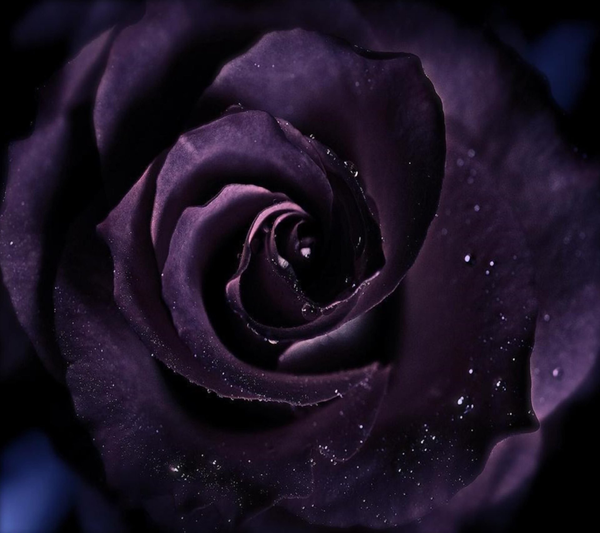 Картинки черных цветов. Черная роза. Черные обои. Темно фиолетовые розы. Черно фиолетовый.