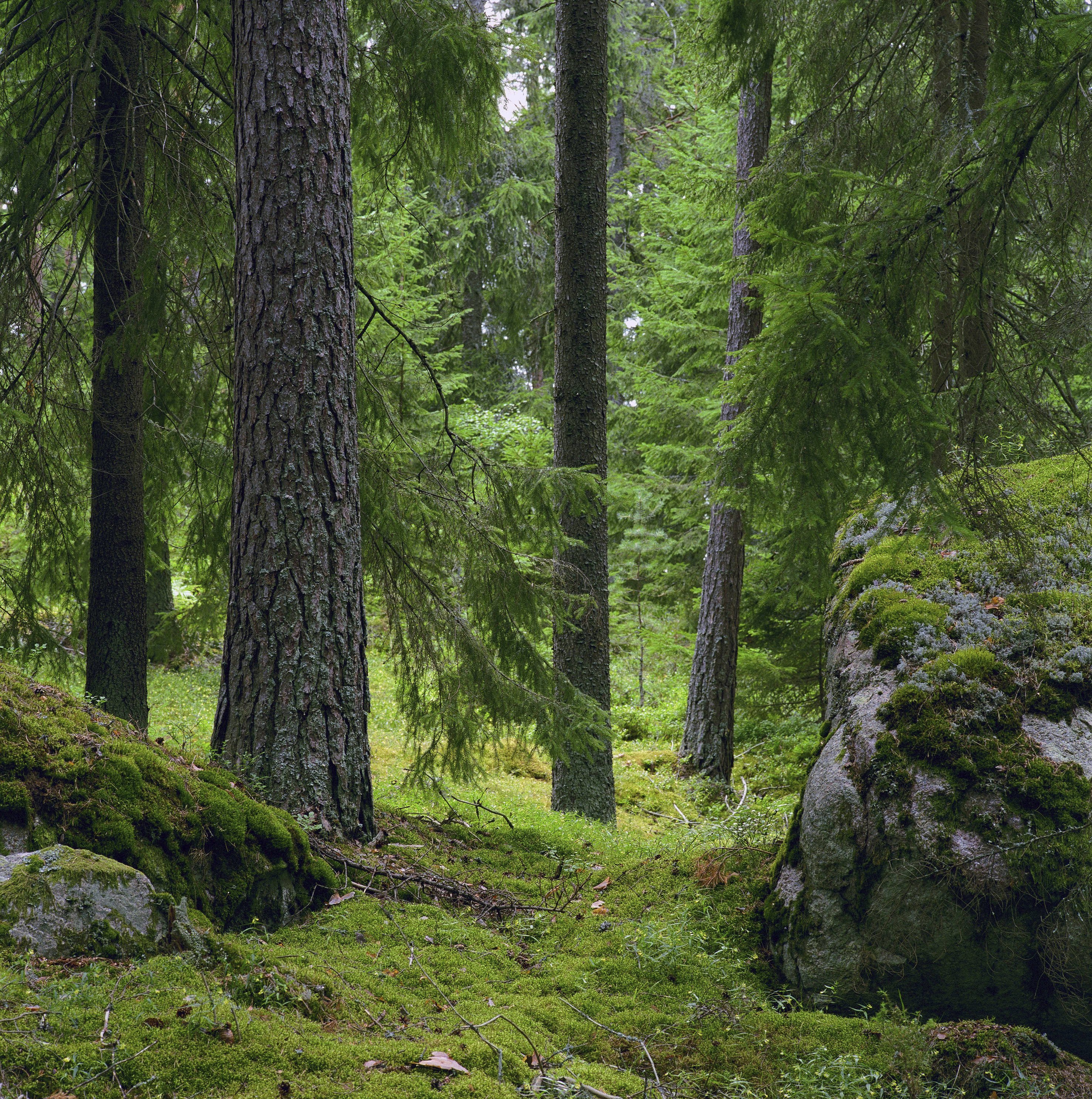 Густой хвойный. Дремучий лес Норвегии. Хедальский лес в Норвегии. Карелия дремучий лес. Швеция лес тропа.