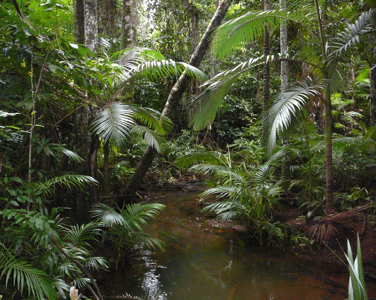 Что такое влажный экваториальный лес. Растения сельвы Южной Америки. Тропические дождевые леса Африка. Вечнозелёные тропические леса Южной Америки. Гилея Южной Америки это.