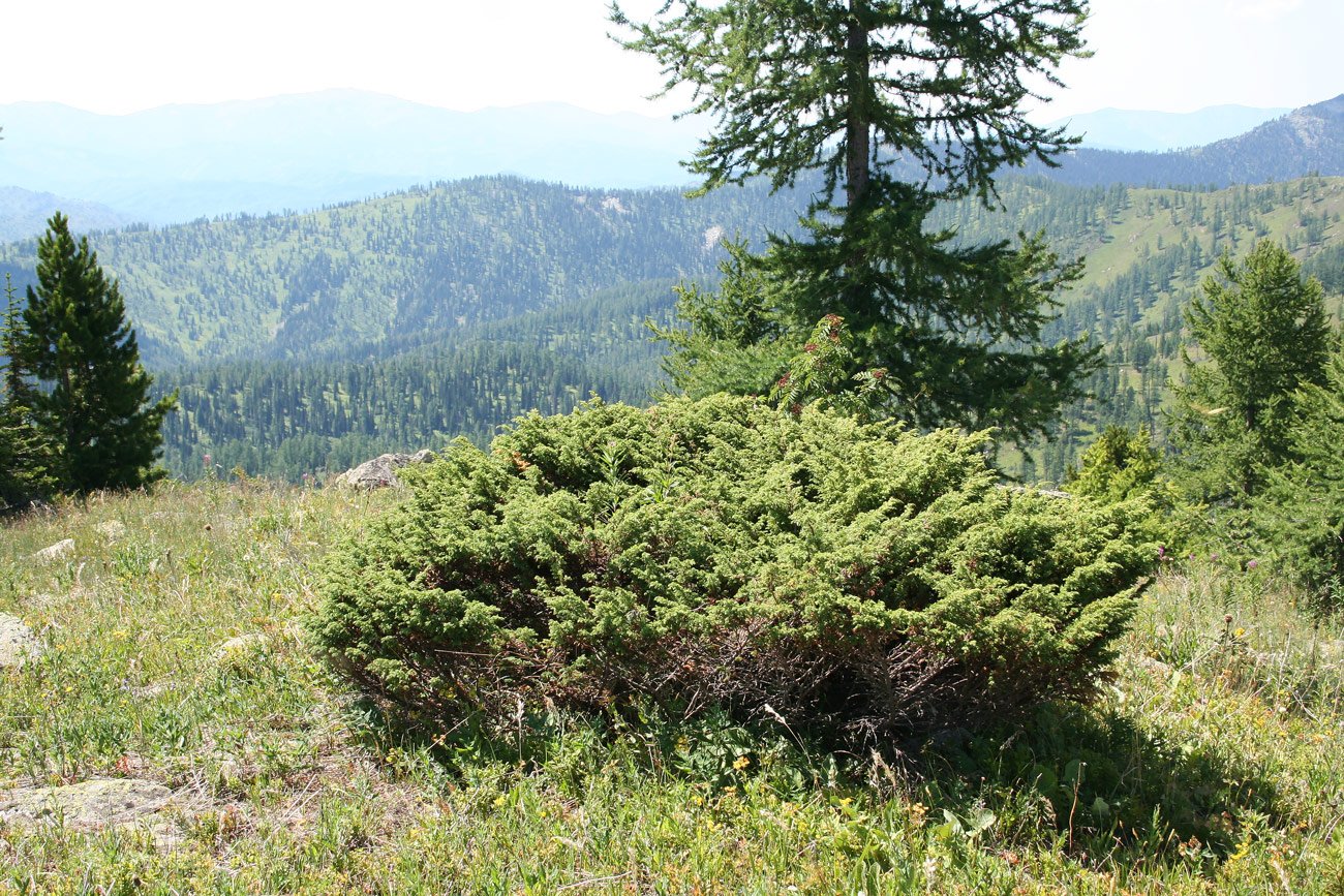Где находится хвойный. Можжевельник Сибирский. Можжевельник Сибирский обыкновенный. Можжевельник Сибирский Juniperus sibirica Burgsd. Можжевельник Таежный изумруд.