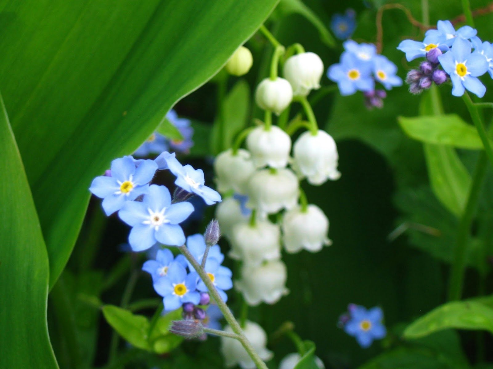 Весенние незабудки. Незабудка Полевая (Myosotis arvensis). Незабудки Лесные цветы. Незабудка Луговая. Ландыши мускари незабудки.