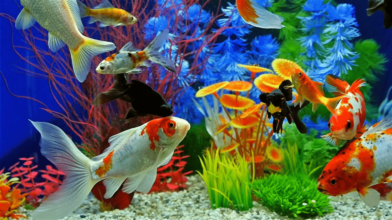 Красивые обои аквариум - 72 фото