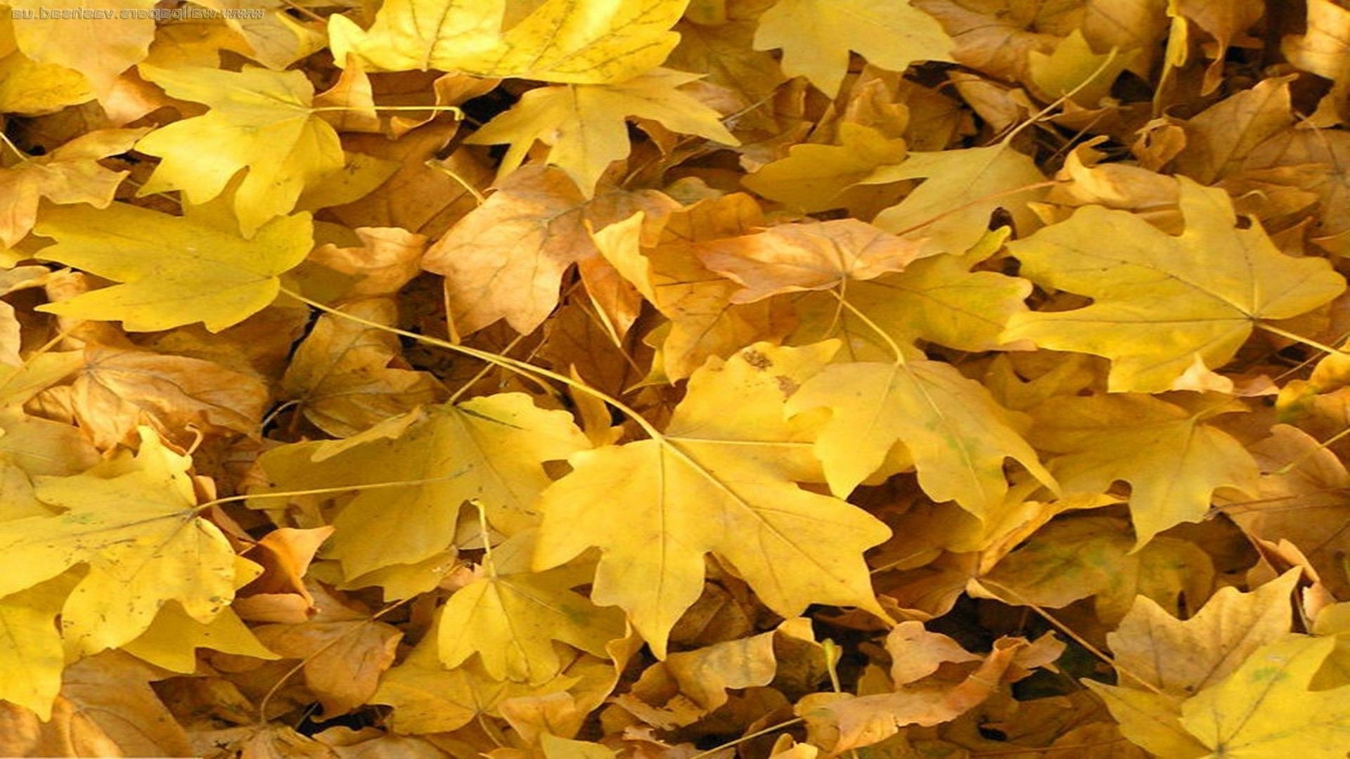 Легкий желтый лист. Желтый лист. Желтая листва. Осень листья. Осенняя листва.