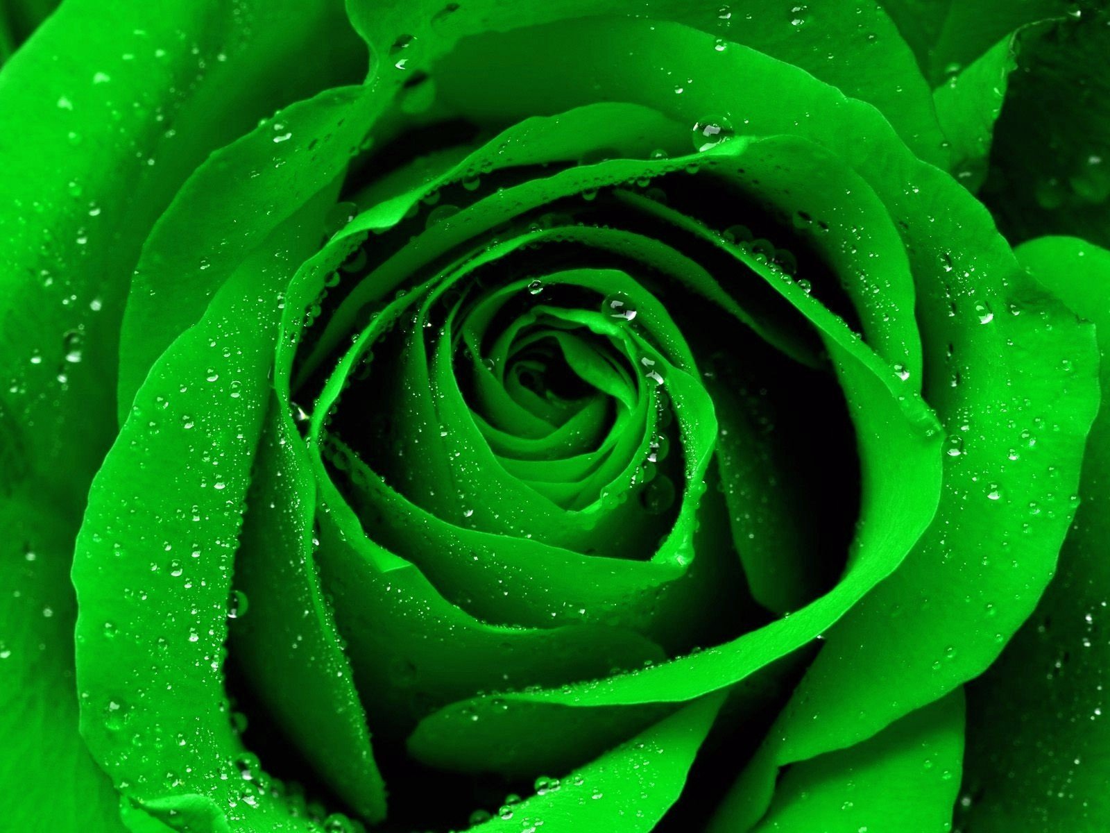 Зеленые картинки. Зеленые розы Амарант. Зеленый цвет. Красивый зеленый цвет. Изумрудные цветы.