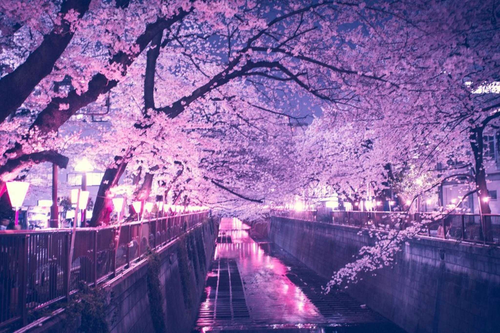 Sakura blossom. Черри блоссом Найт. Япония Токио улицы Сакура. Эстетика Токио Сакура.
