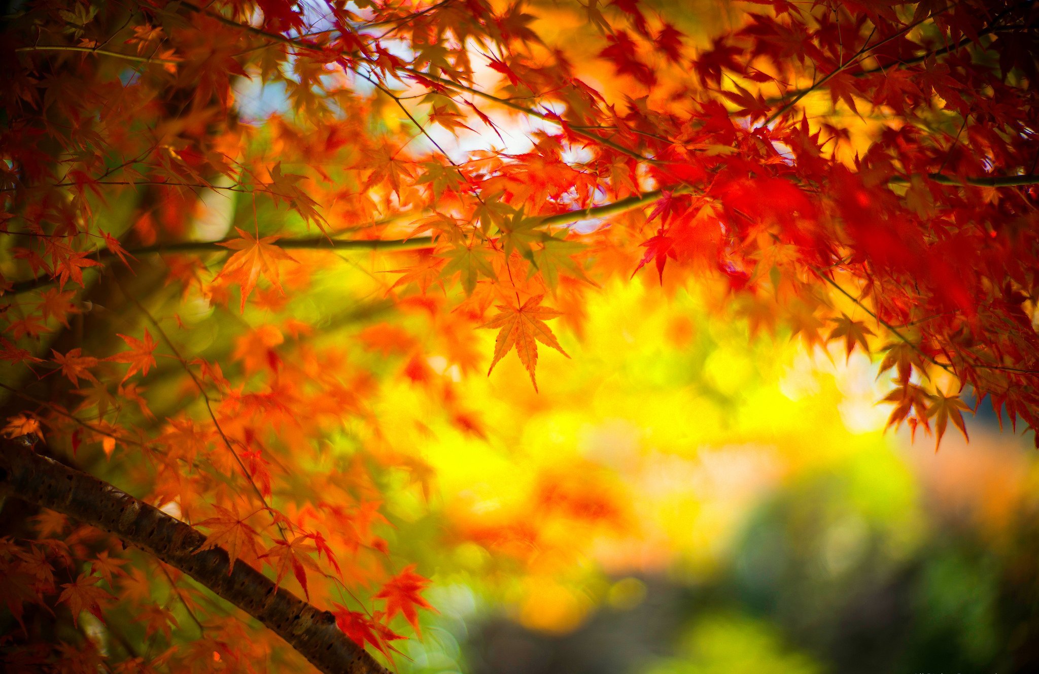 Багряный сентябрь. Осенний фон. Красивый осенний фон. Фон осень для фотошопа. Осень солнце.
