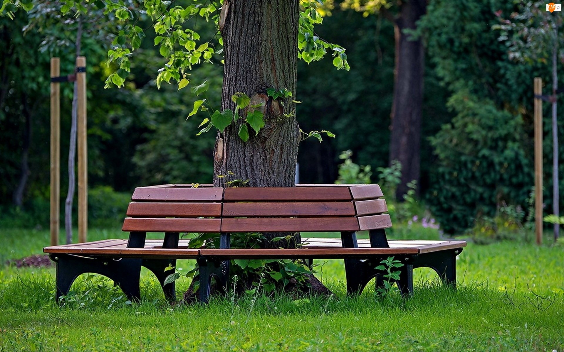 Место под лавкой. Hyde Park лавочки. Парк сквер Ульяновск лавочка. Битцевский парк лавочки.