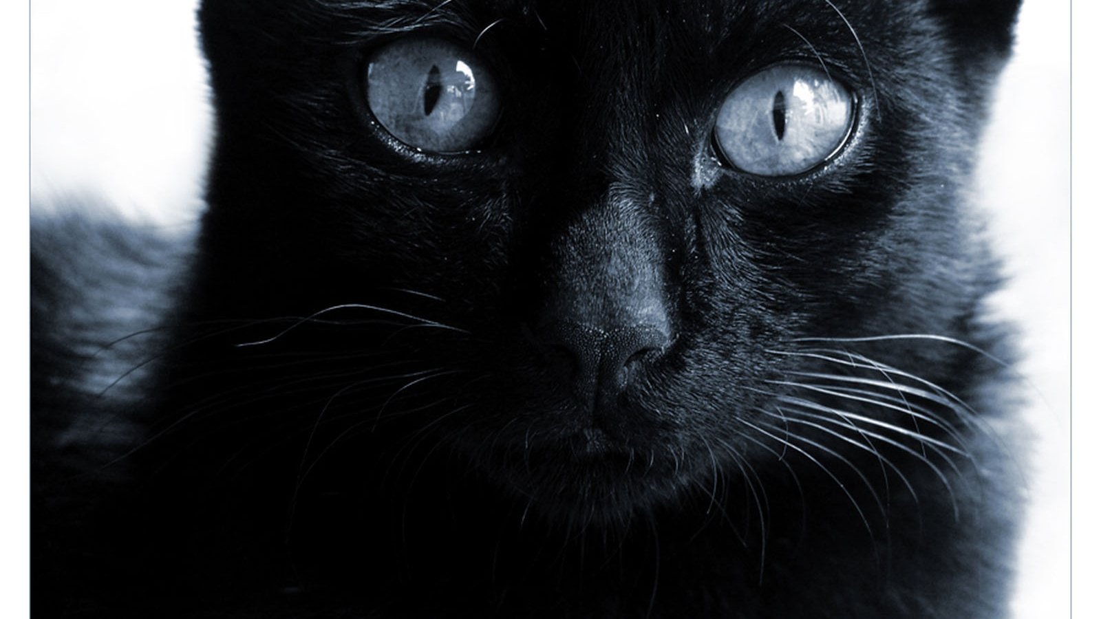 Черные кошки 9. Чёрный кот. Чёрная кошка с голубыми глазами. Черный кот с голубыми глазами. Чёрный кот с синими глазами.