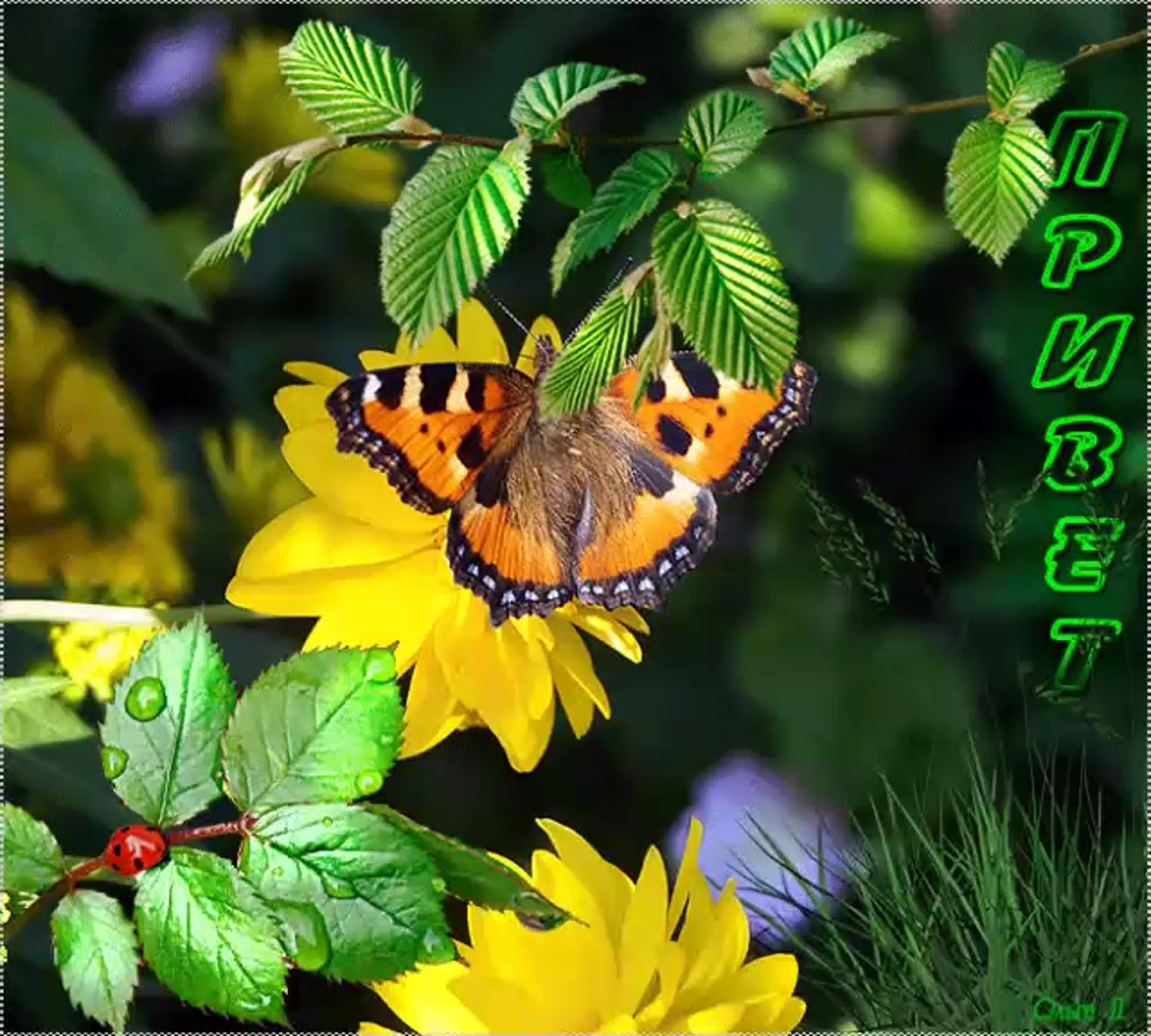 Хорошего дня уходящего лета. Бабочки в природе. Лето бабочки. Бабочка на цветке. Открытки с природой и цветами.