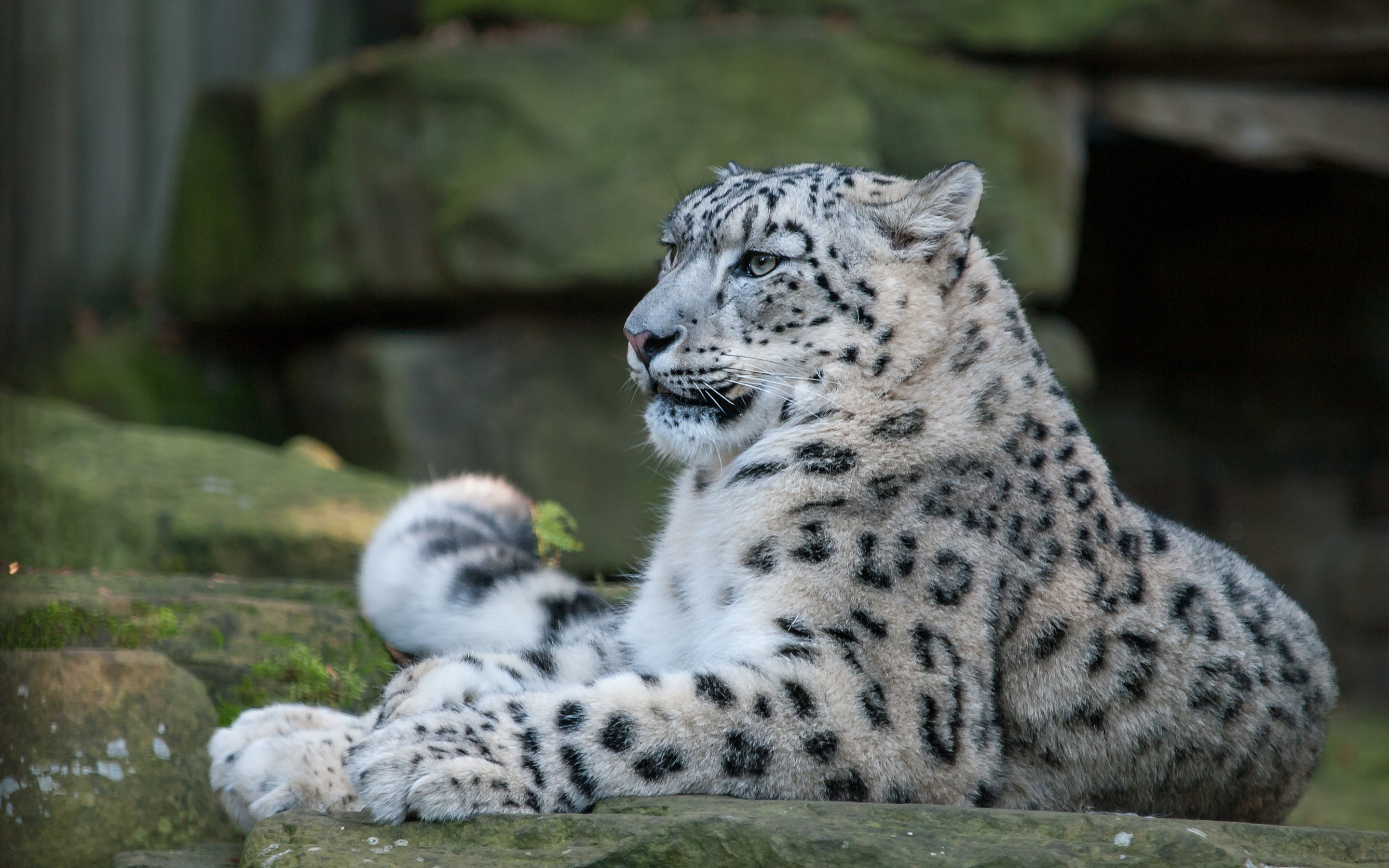 Установить барс. Снежный Барс Ирбис. Снежный Барс леопард Snow Leopard Ирбис. Белый Барс Ирбис. Снежный Барс uncia uncia.