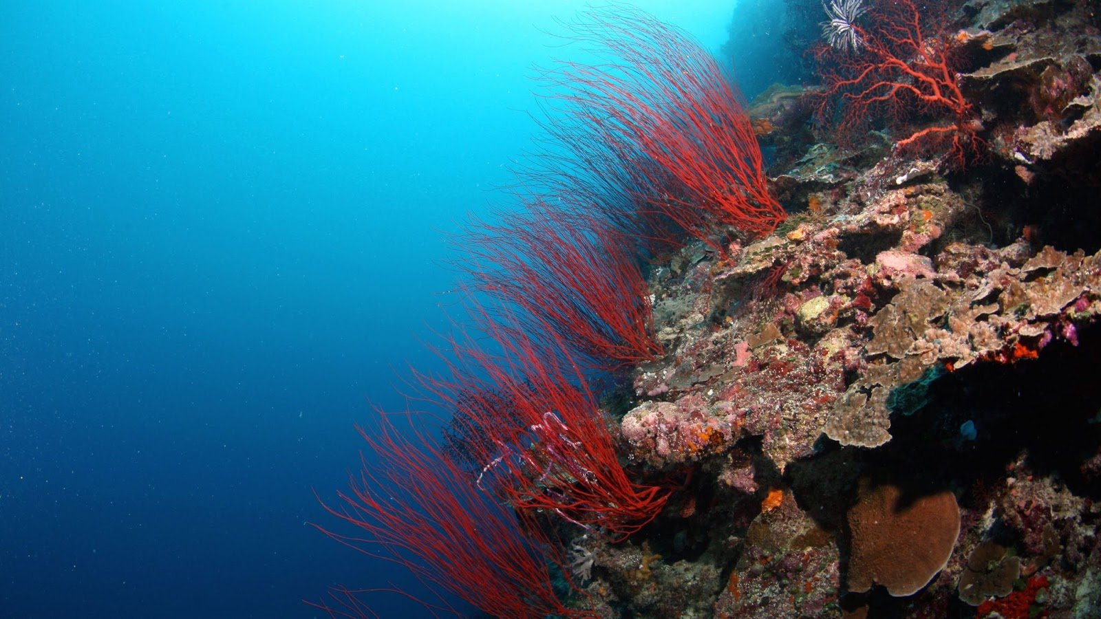 Водоросли на морском дне. Коралловые рифы красного моря. Подводный риф риф. Атлантический океан коралловый риф. Коралловый шельф Хургада.