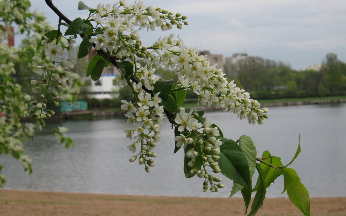 Фото картинки цветущей черемухи