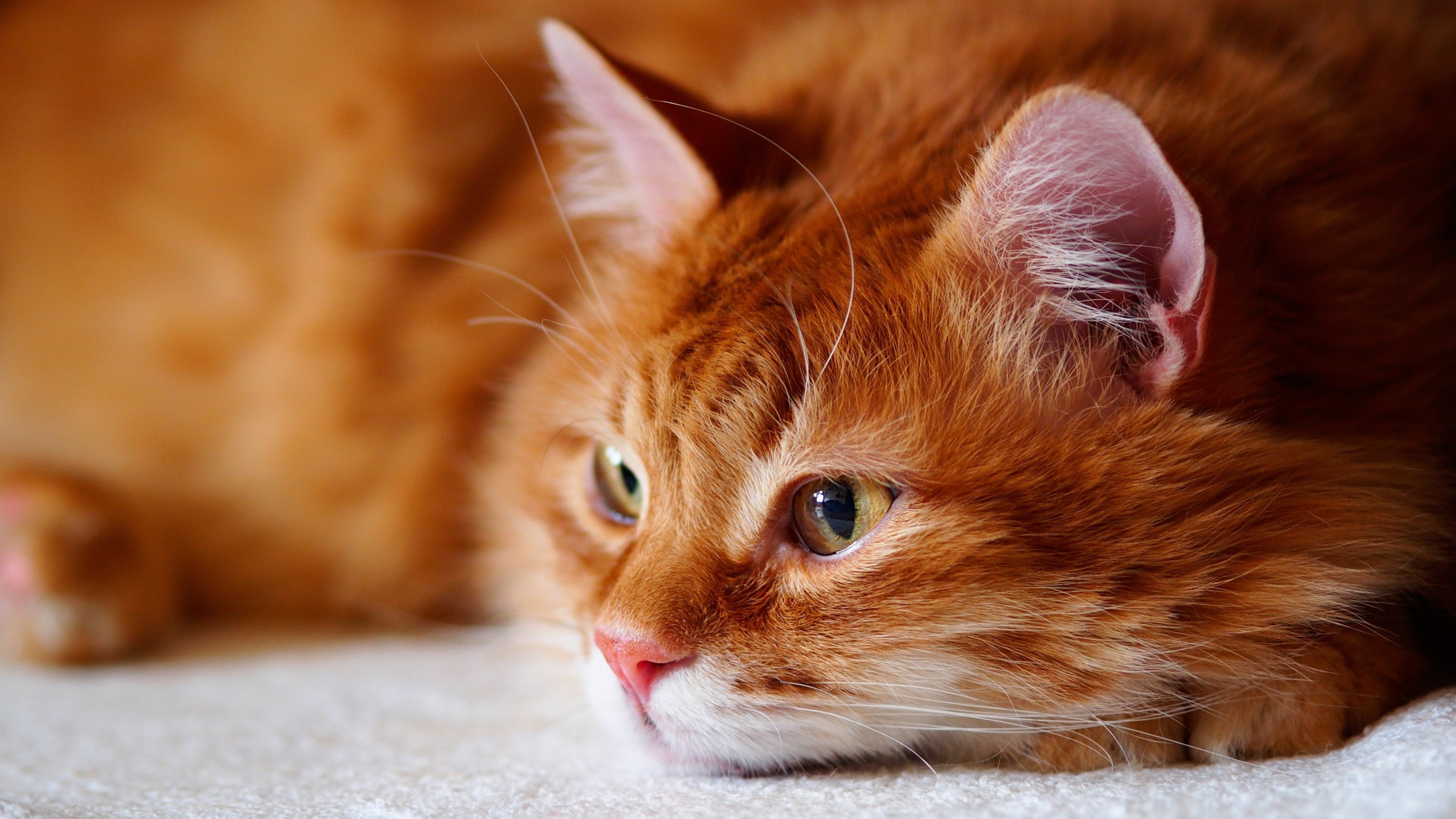 Красивый рыжий кот - 89 фото