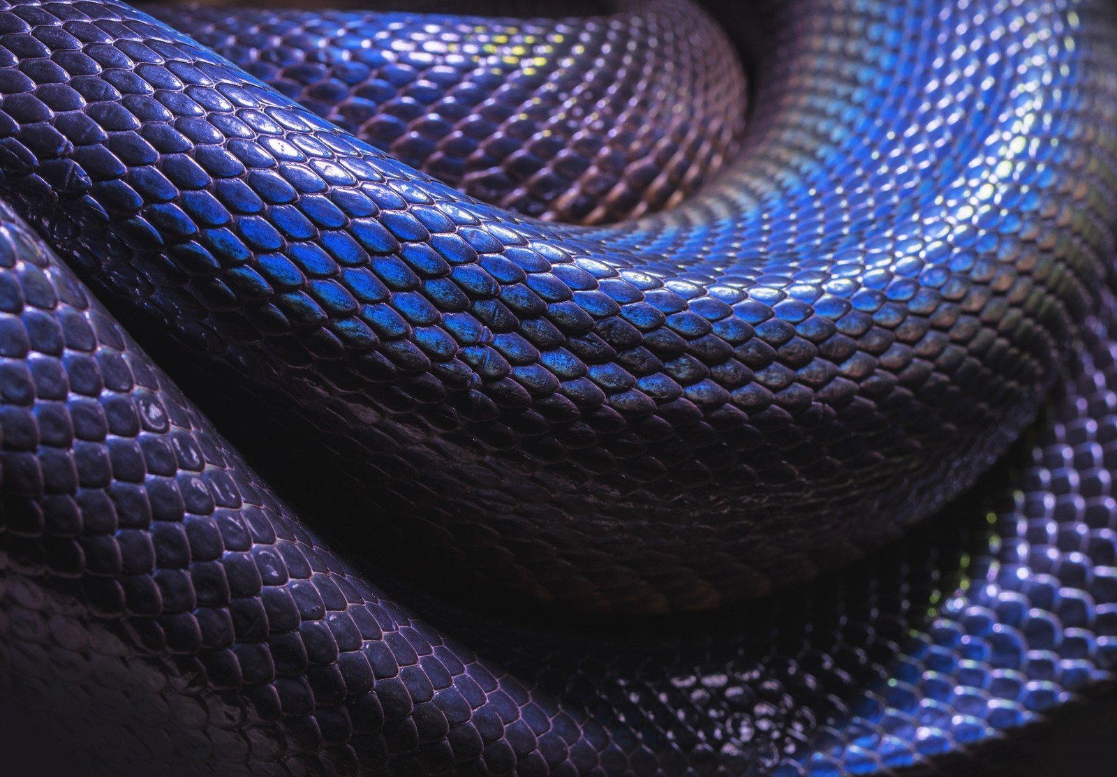 Кожа кобры. Змеиная чешуя питон. Змея Тайпан голубая. Змея Тайпан синяя. Ядовитая змея Тайпан голубая.