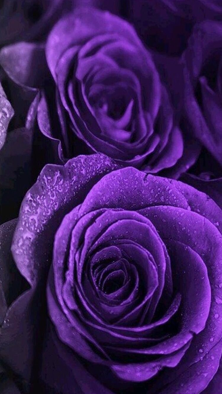 Фиолетовые розы обои