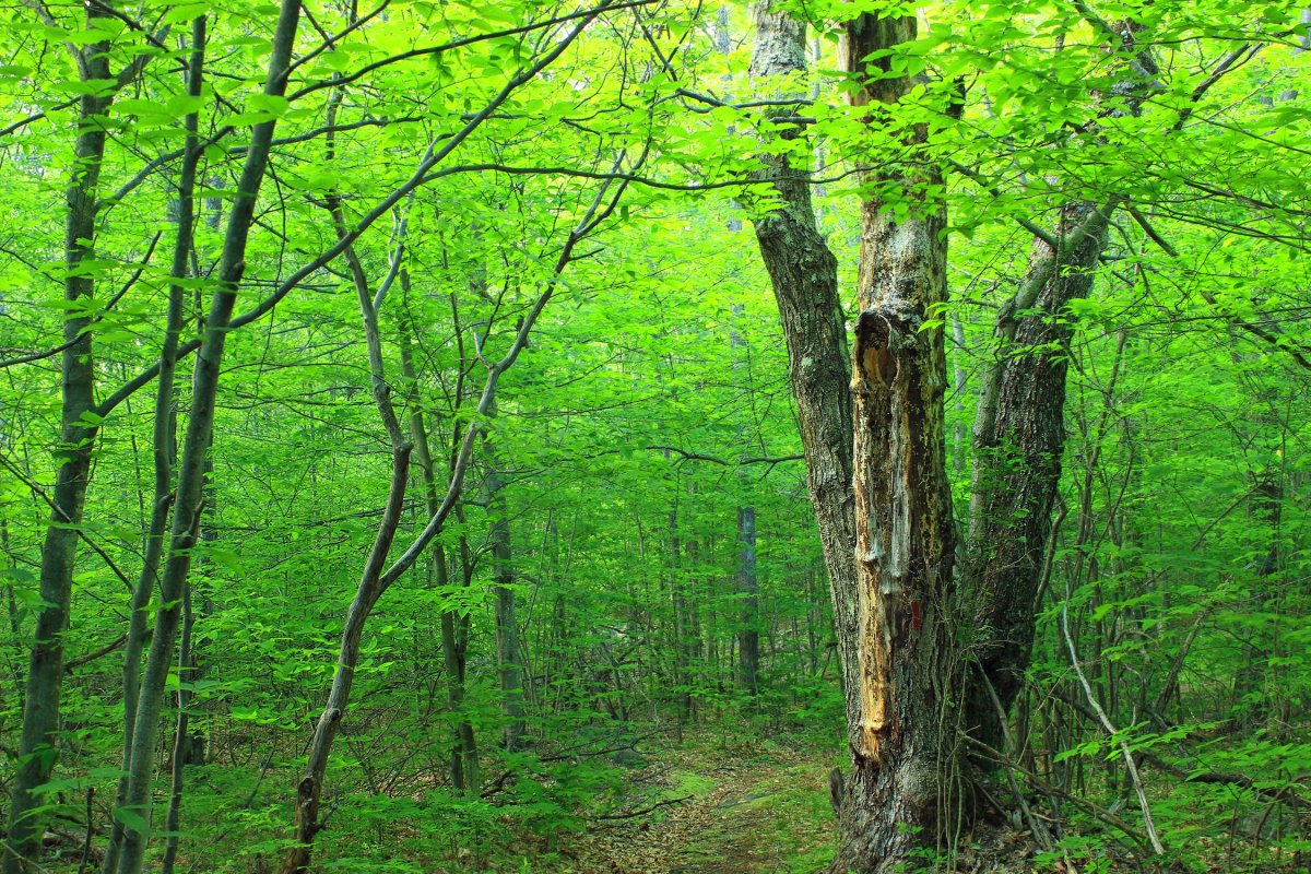 Широколиственные леса России - 65 фото