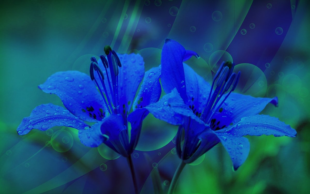 Стилизованные бело-голубые лилии