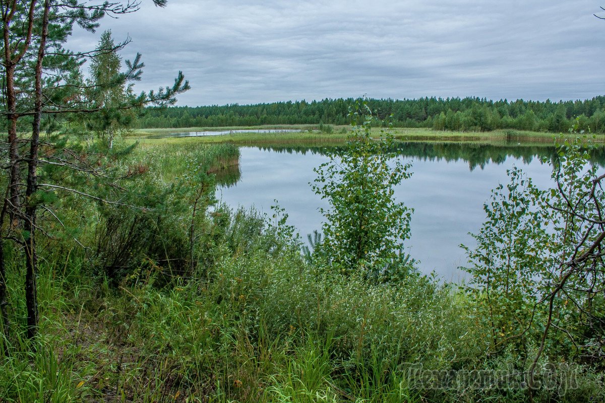 Поселок сосновское. Озеро Рой Сосновский район Нижегородская. Озеро Рой Сосновский район. Сосновское озеро Нижегородская область. Озеро Киркидеево в Нижегородской.