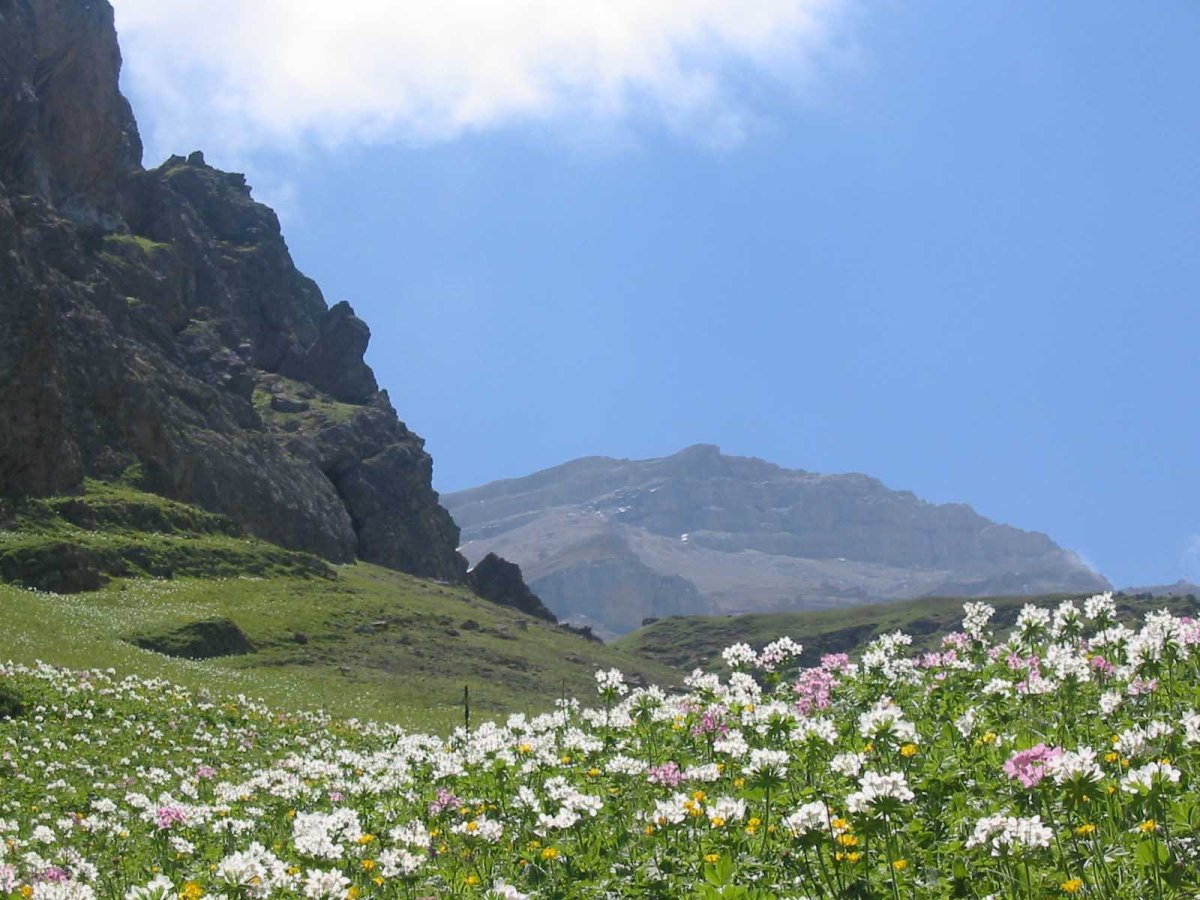 флора азербайджана