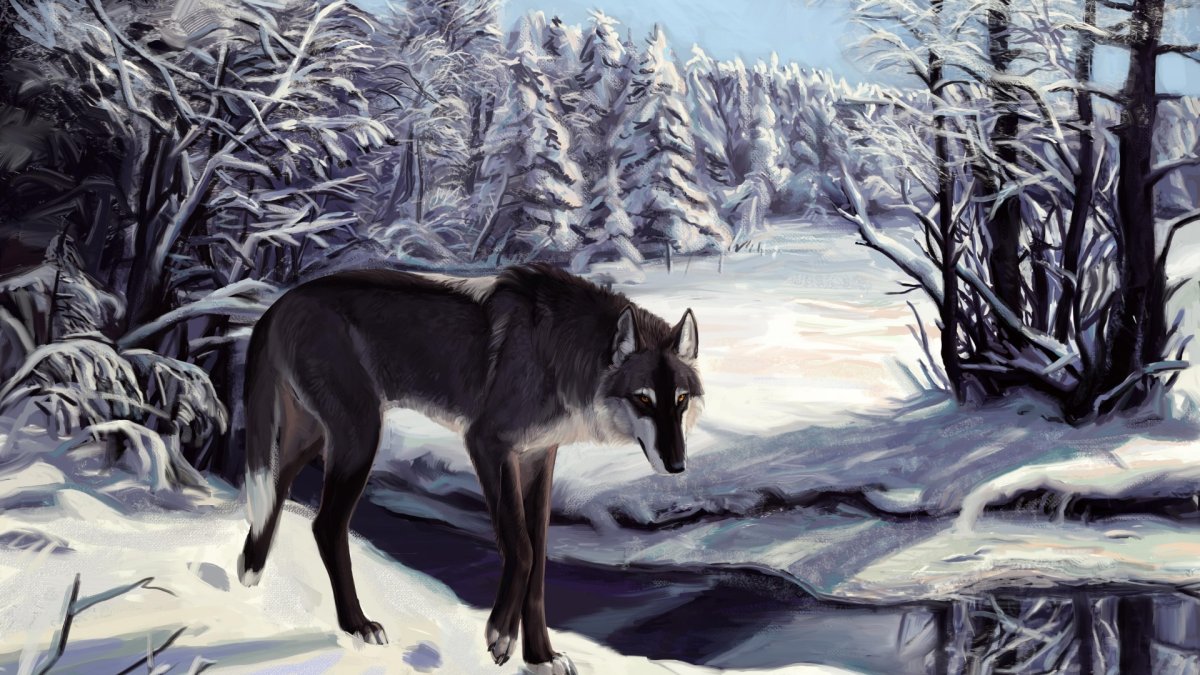Волк зимой арт