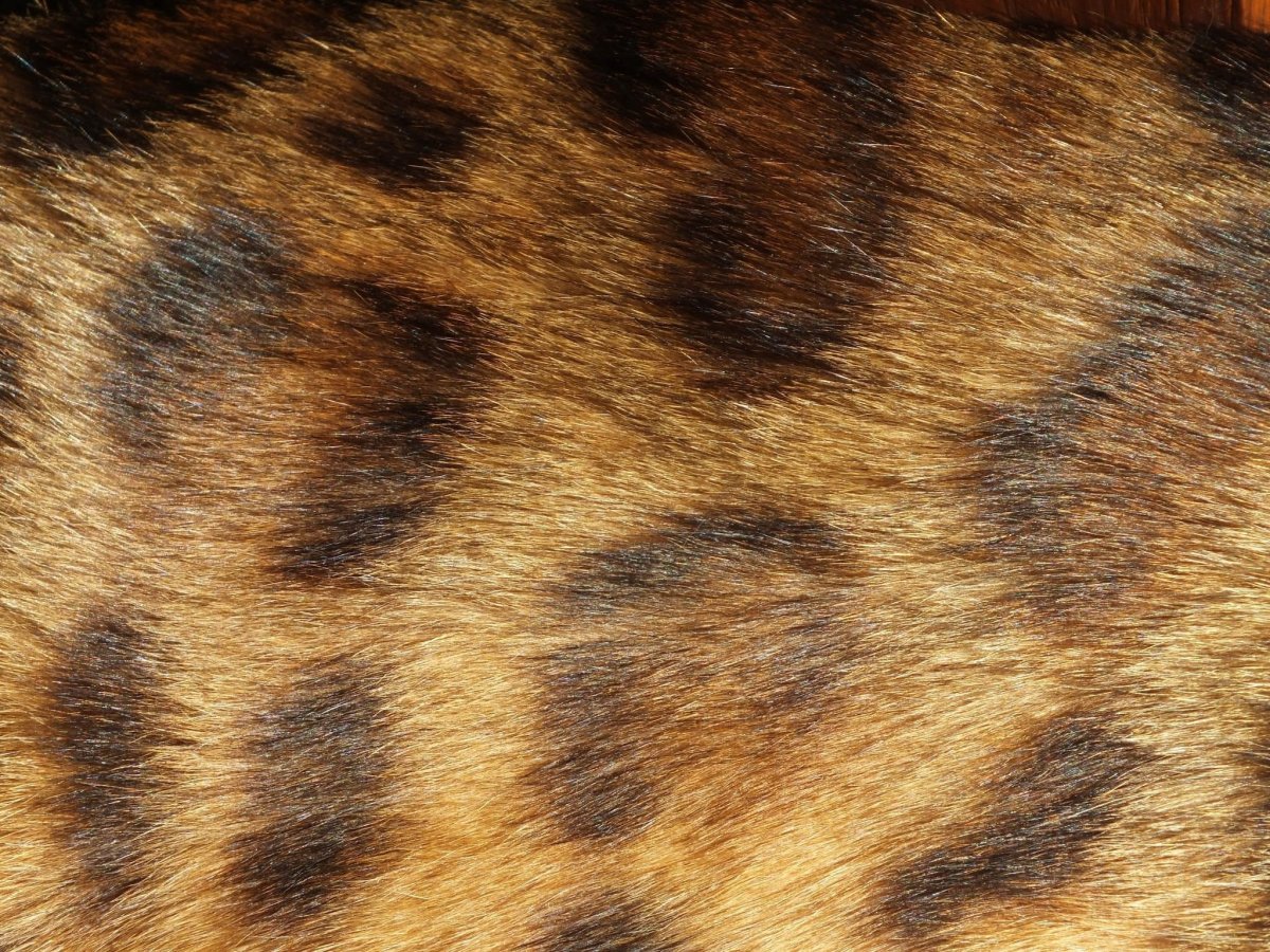 Текстура шерсти кота