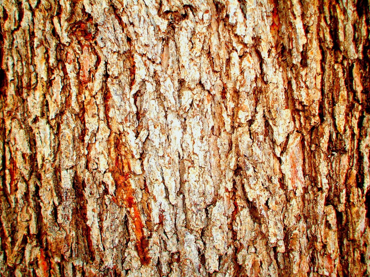 Текстура дерева яблоня - 61 фото